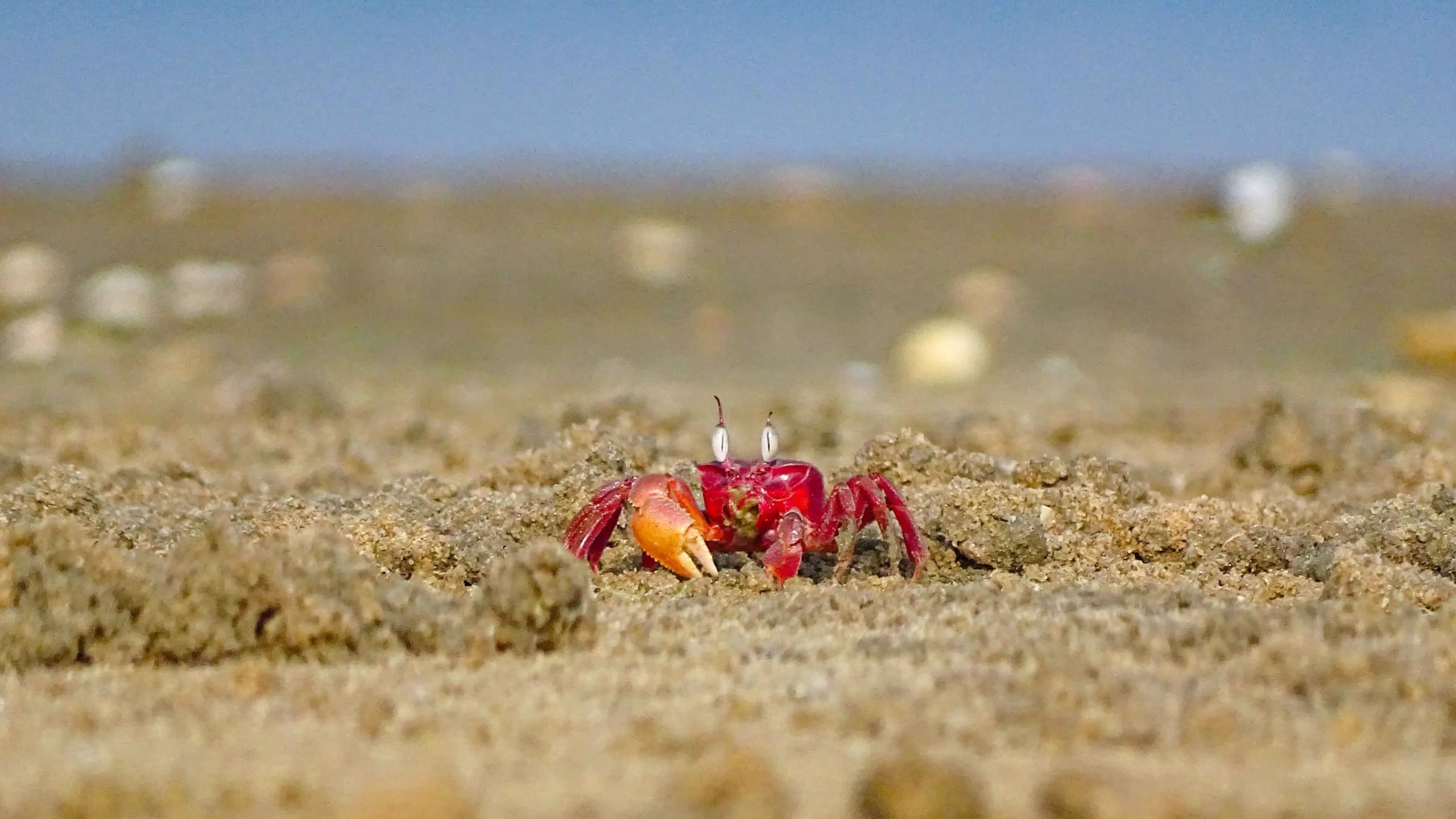 Sand Scavengers: Ghost Crabs in the Intertidal Zone of Chennai’s Elliot’s Beach
