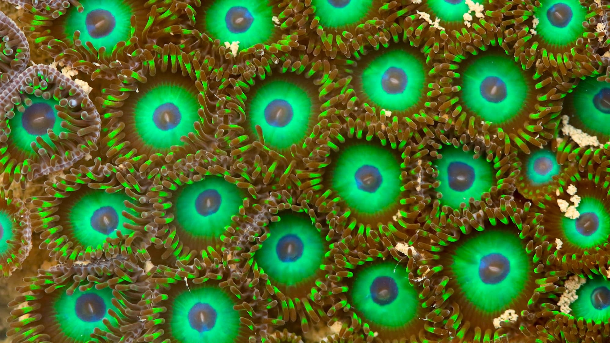 Wild Shores:  Life in a Tide Pool