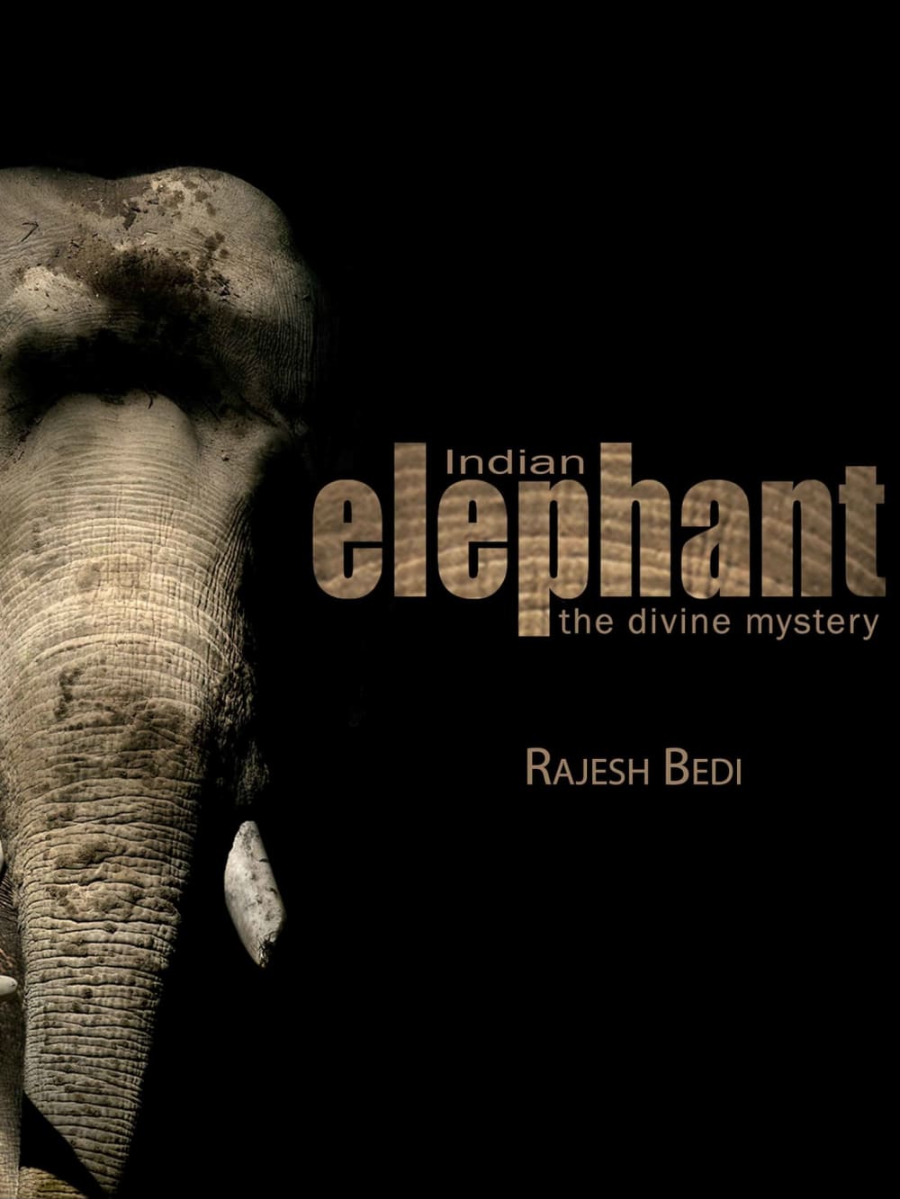 Photographing the Enigma of Elephant Sleep