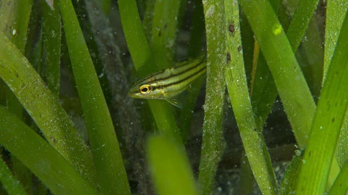 A Terapon puta fish