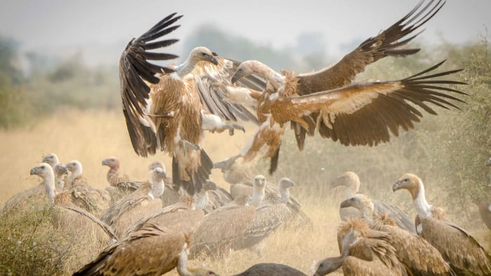 A Himalayan griffon at a carcass site in Jorbeed, Rajasthan.