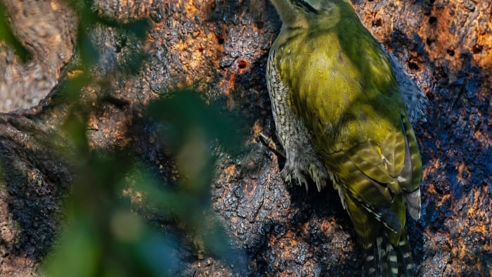 Avian Percussionists: The Drumming Woodpeckers of Uttarakhand