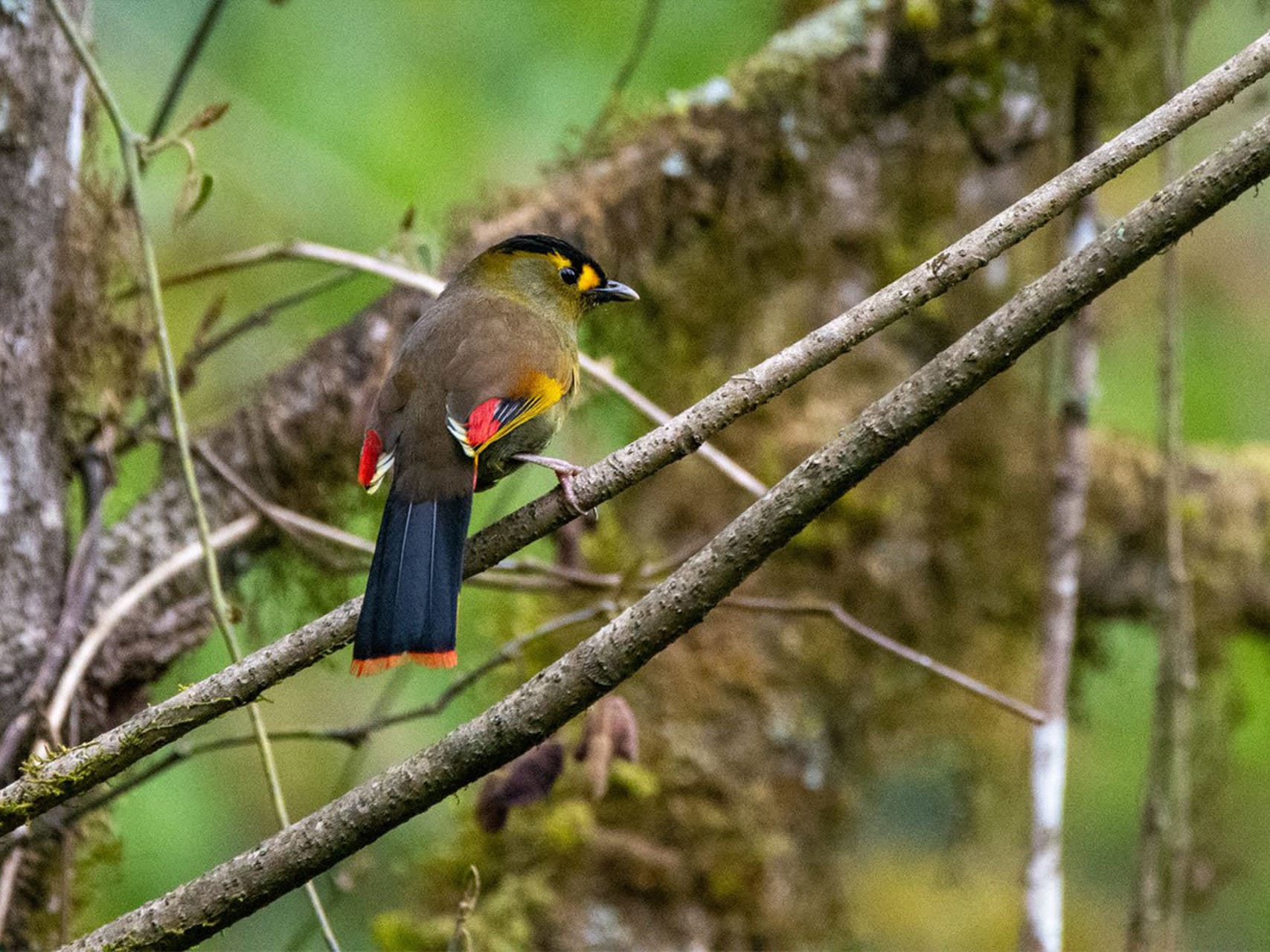 On the wings of the Bugun Liocichla
