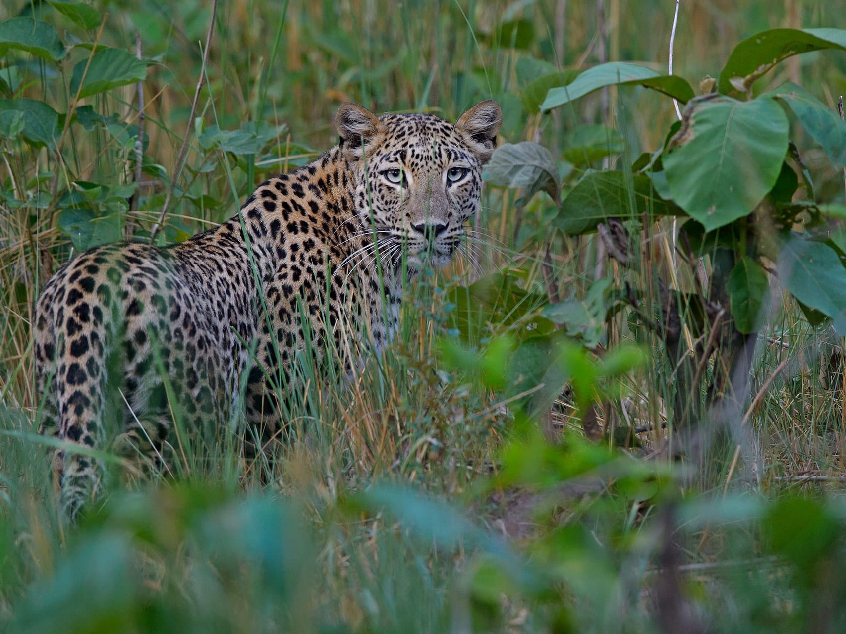 Conflict vs Coexistence: Mitigating Human-Leopard Interactions
