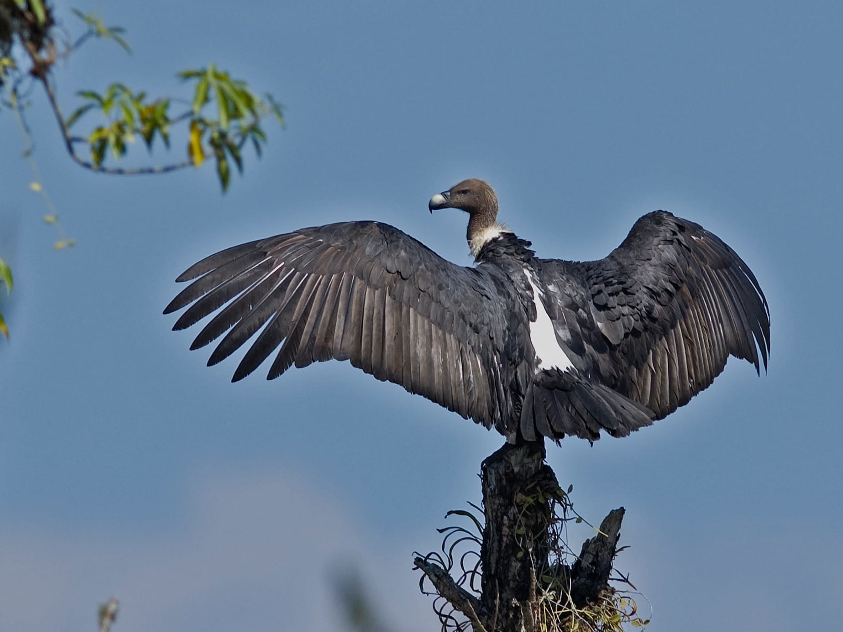 Tadoba Welcomes White-rumped Vultures