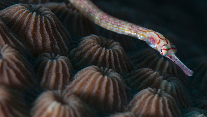 A cheeked pipefish (Corythoichthys insularis) on a coral