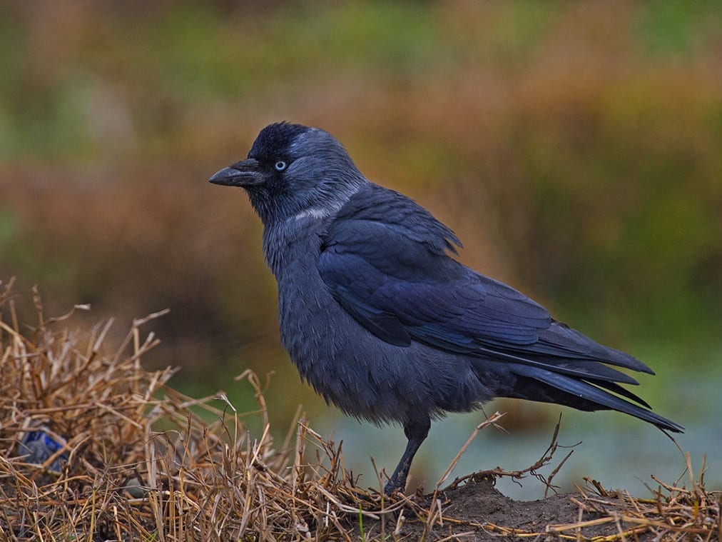 Jackdaw: Menacing-Looking Affable Crows