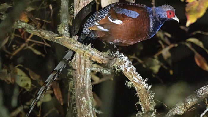 Can a Rare Bird Save a Remote Manipuri Village?