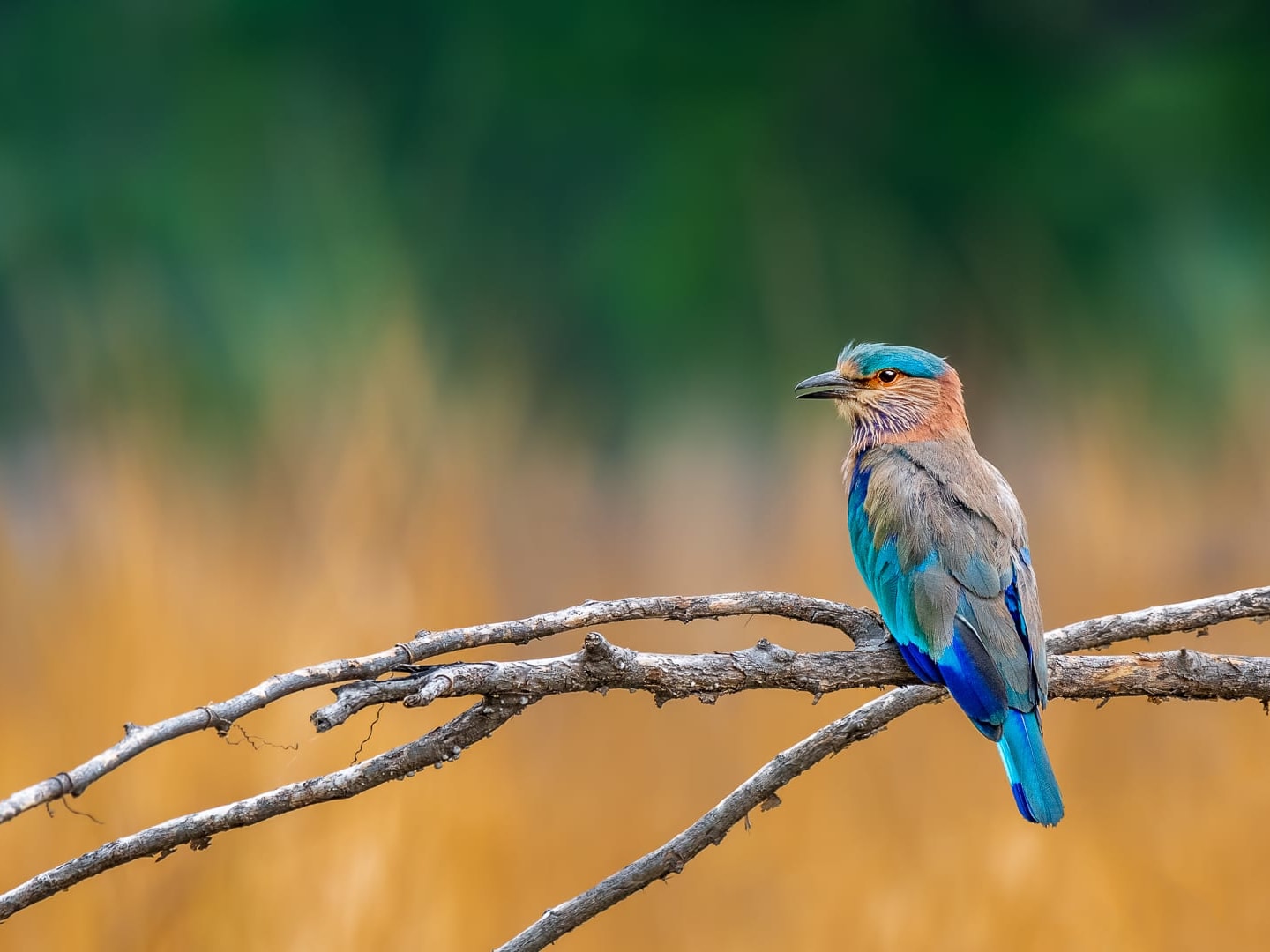 The Breathtaking Blues of the Raucous Indian Roller