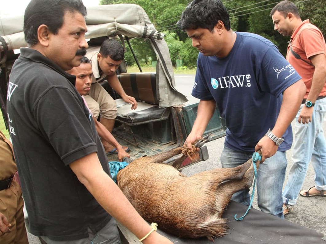 Where Wildlife gets a Second Chance