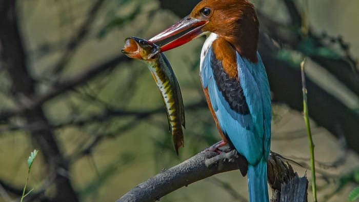 Jewels in the Air: Kingfishers of India