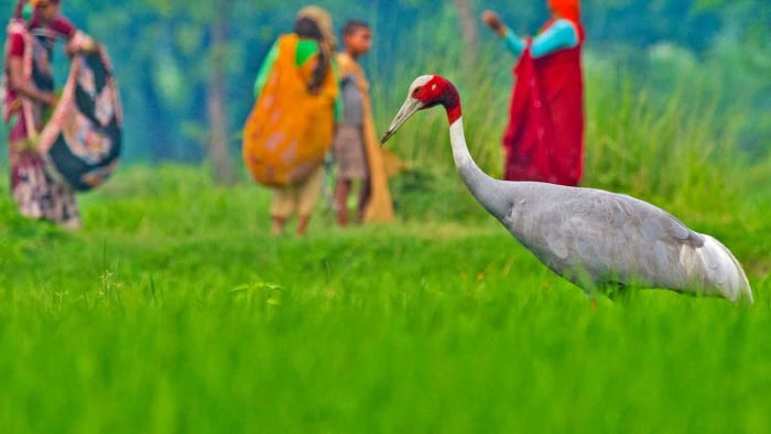 A sarus-crane with people in the background