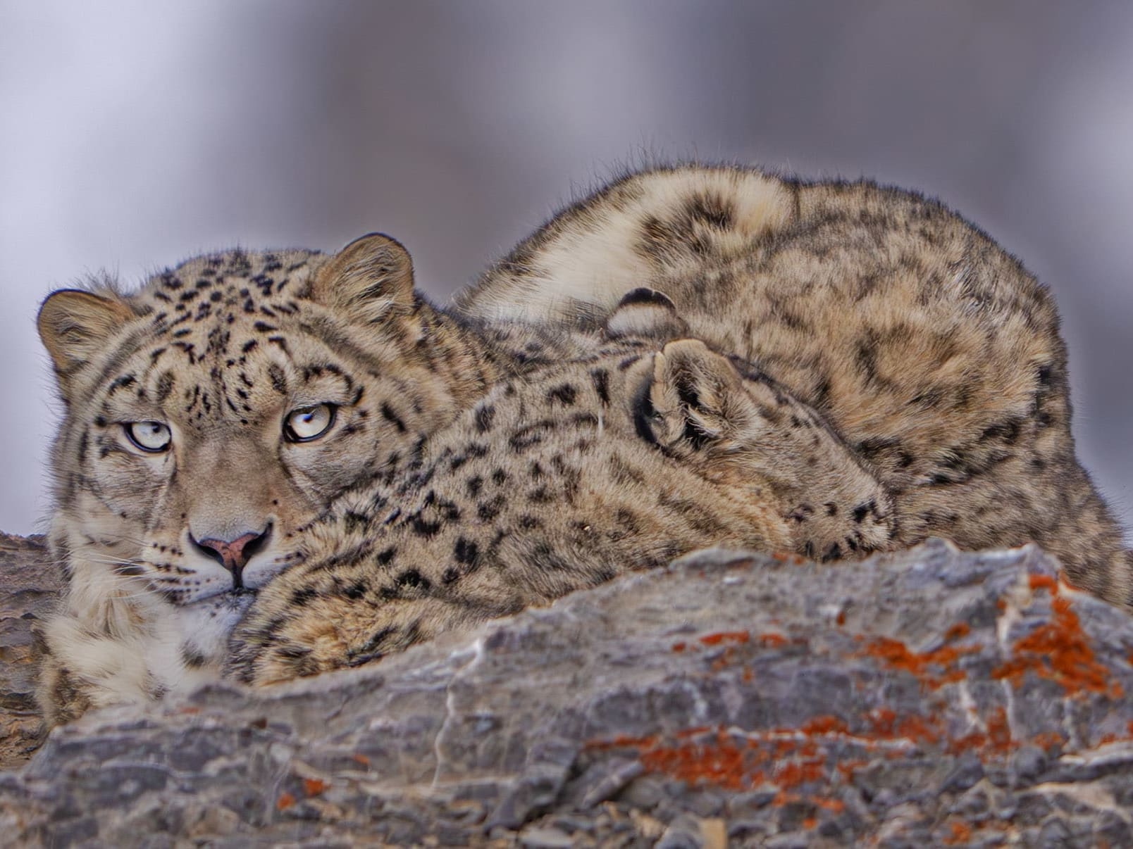 Snow leopard in Spiti, Himachal Pradesh