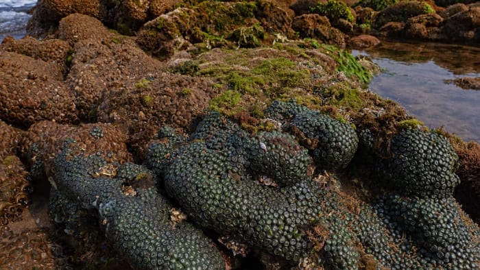 Tidepooling in Vizag