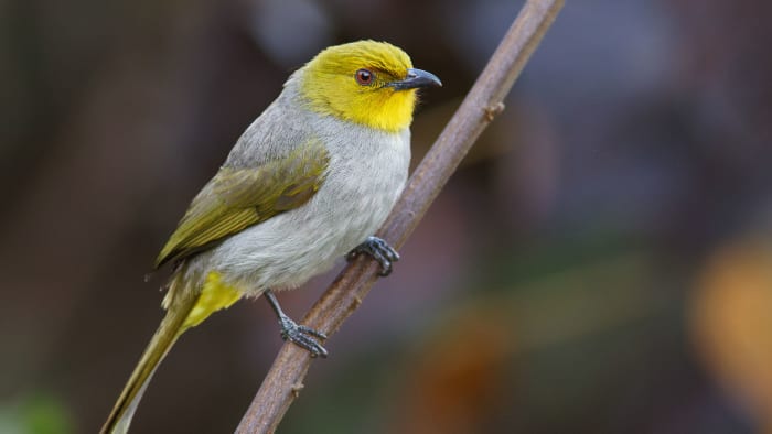 Hampi’s Elusive Yellow-throated Bulbul 