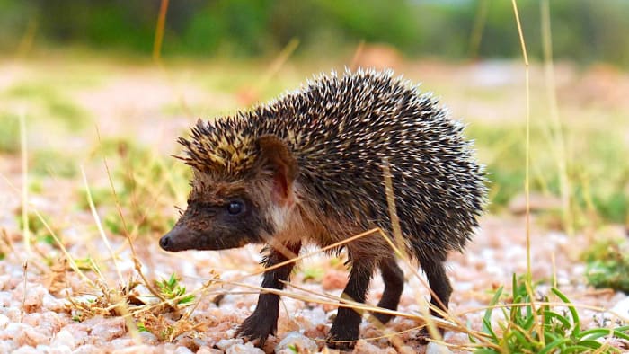 A Day in the Life of a Madras Hedgehog