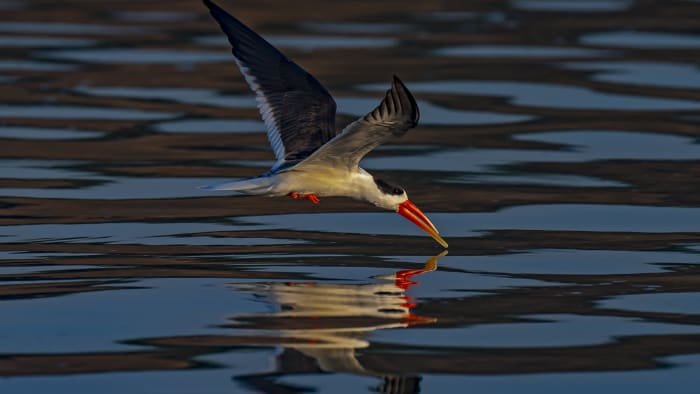Birding Bonanza on the Chambal