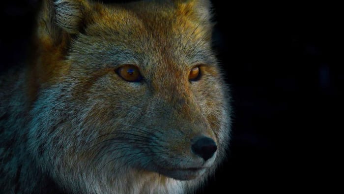 Tibetan Sand Fox: High-Altitude Hunter