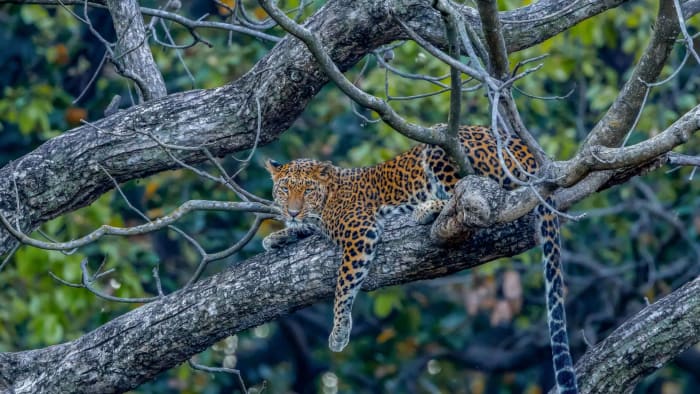 Leopard