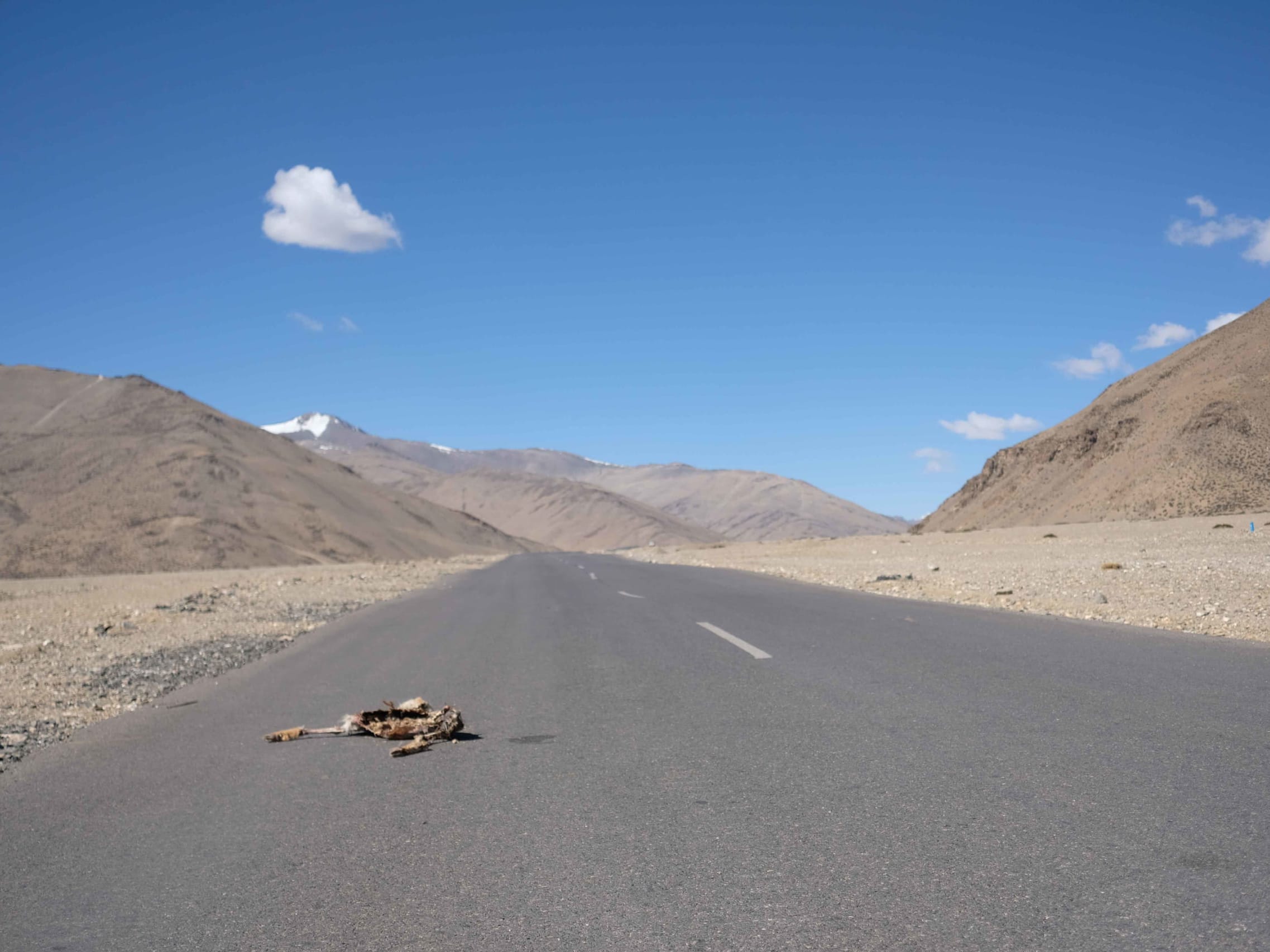 Roadkill Instances on the Rise in Jammu and Kashmir