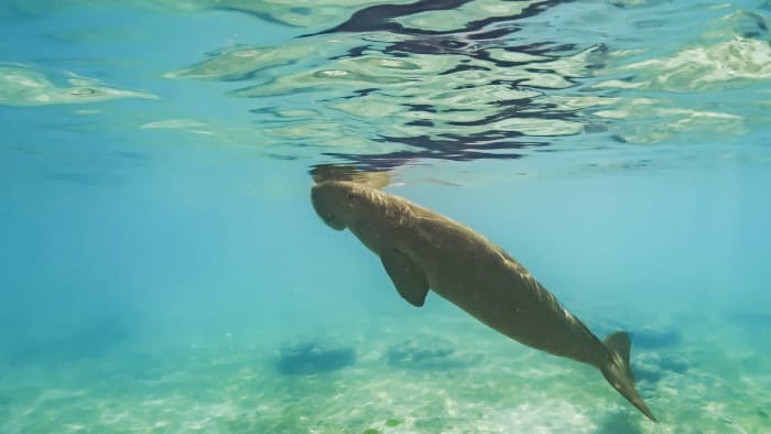Dwindling Dugongs: Meandering Trails in Seagrass Meadows