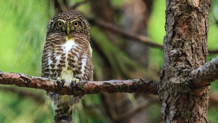 Tea Stall Trails: Birdwatching in Dehradun