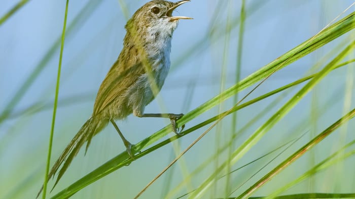A Fleeting Symphony: Grassland Birds of the Brahmaputra Plains