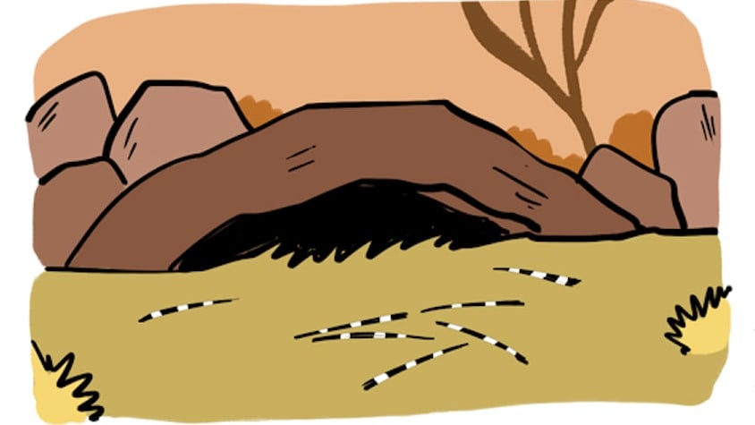 How to Spot a Porcupine's Cave