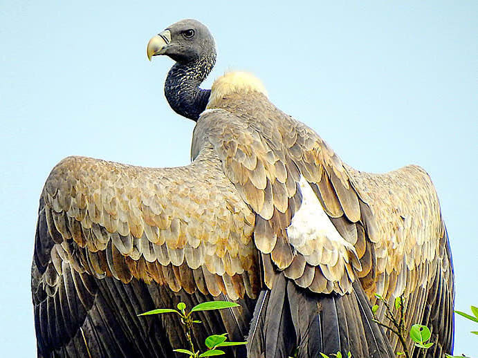 Indian vulture