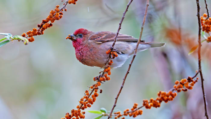 Common rosefinch bird in Khonoma, Nagaland