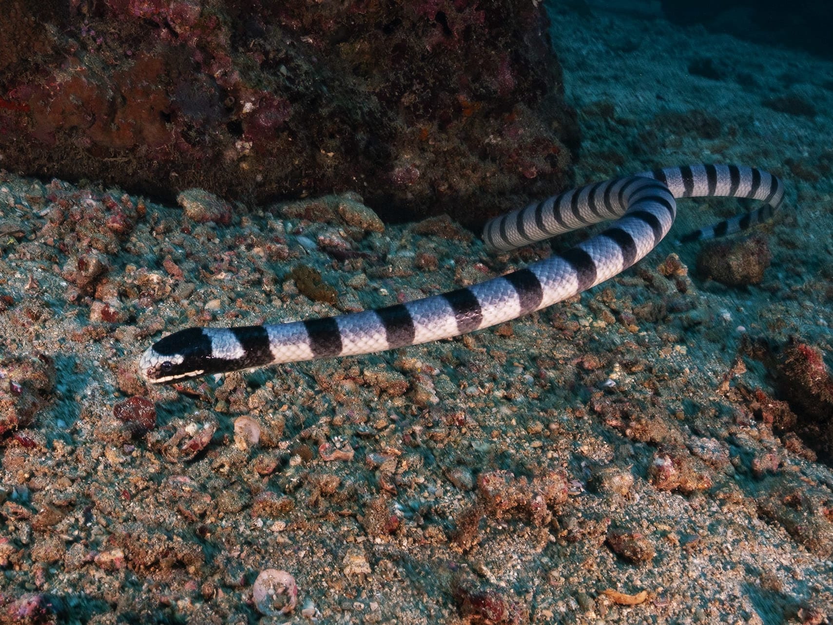 Eel Hunter: The Amphibious Life of Sea Kraits