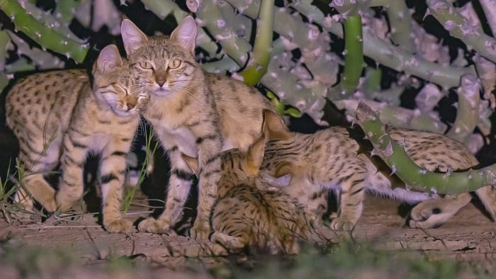rajasthan-desert-cat-mother-cub-frontal-night-euphorbia
