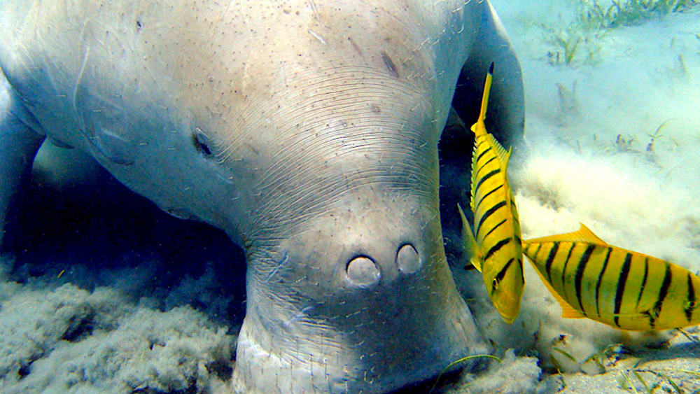 Fish Workers Critical to Saving Dugongs and Their Seagrass Habitat