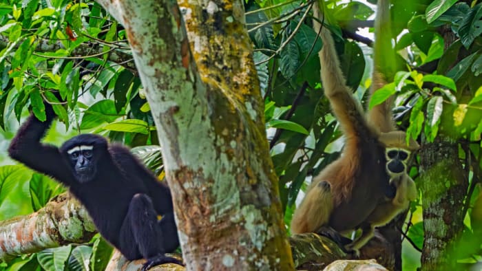 Hoolock Gibbons: Return of the Apes of Northeast India