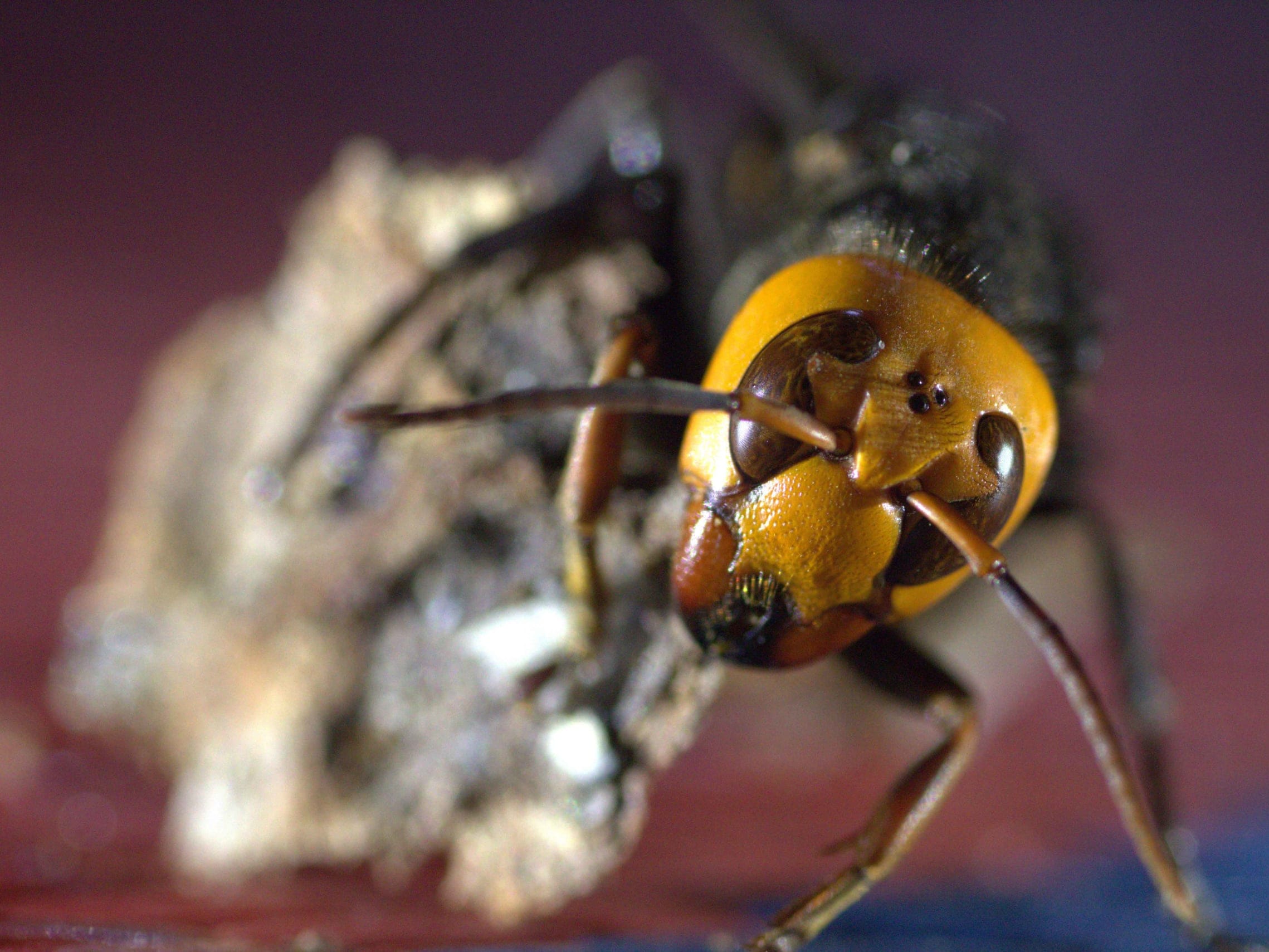Asian Giant Hornets: Beyond the Sting