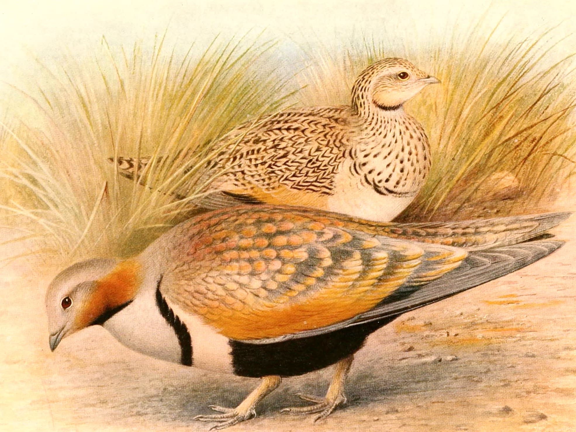 The Forgotten Tale of Black-Bellied Sandgrouse