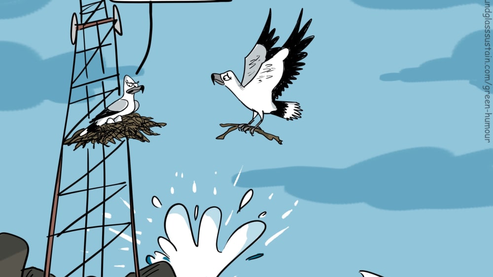 Don't Sea Eagles on the Coast?