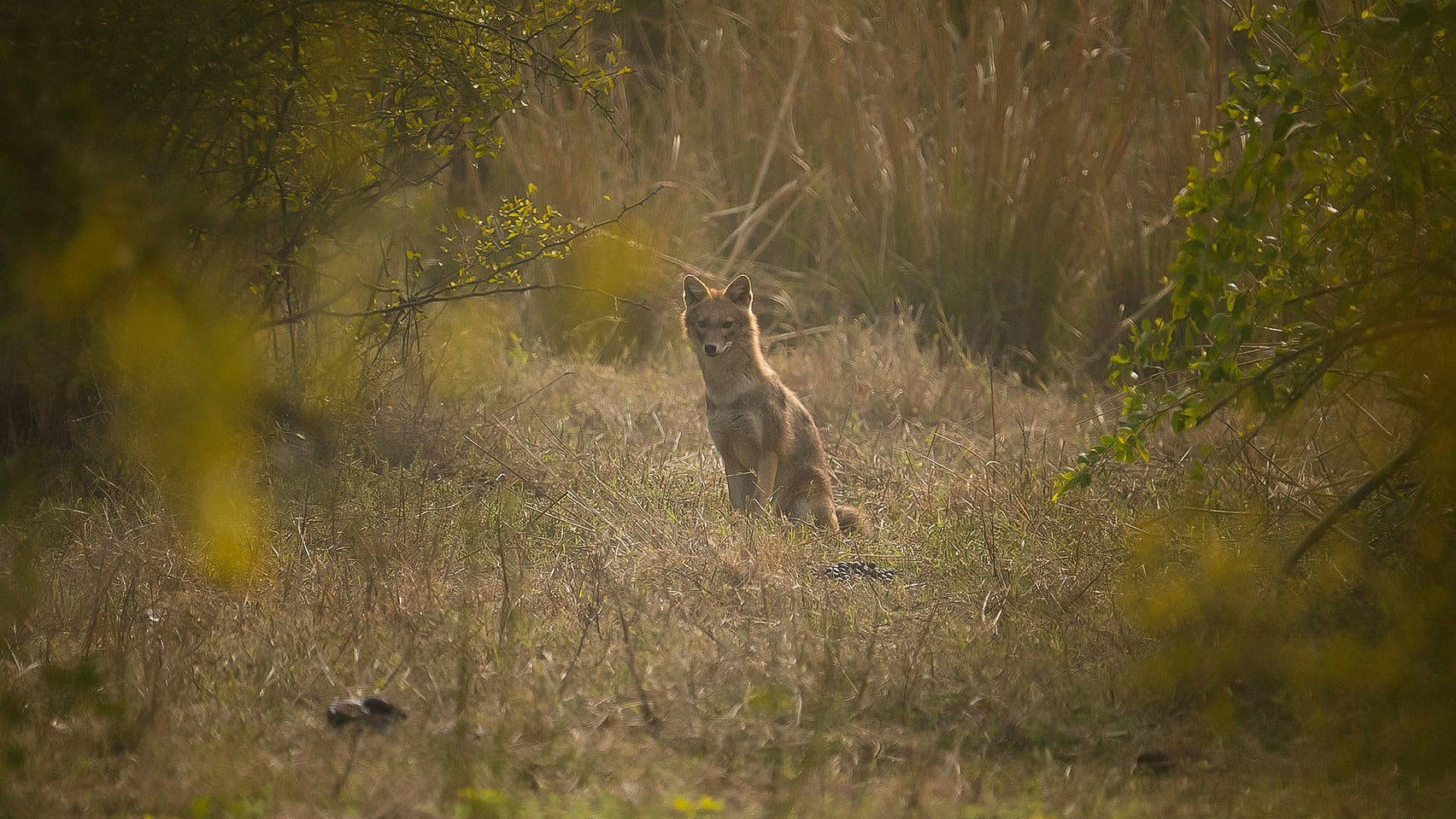Golden Jackal: The Fading Howls of an Elusive Carnivore