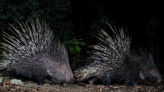 Indian crested porcupine