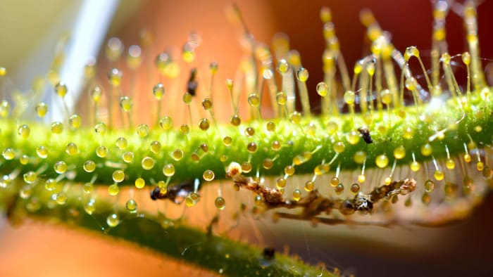 Sundew 