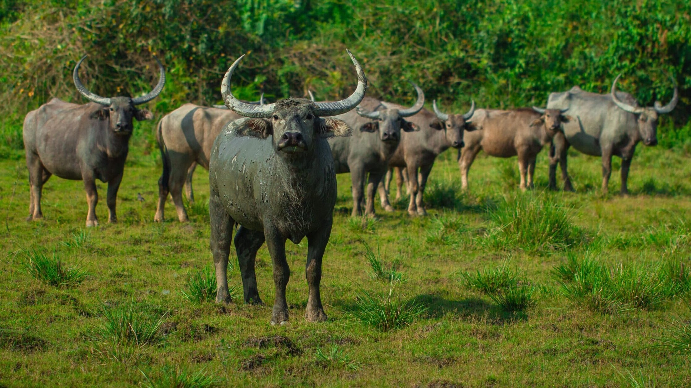 As Central Indian Wild Water Buffalo Faces Extinction, can Reintroduction Revive Their Numbers?