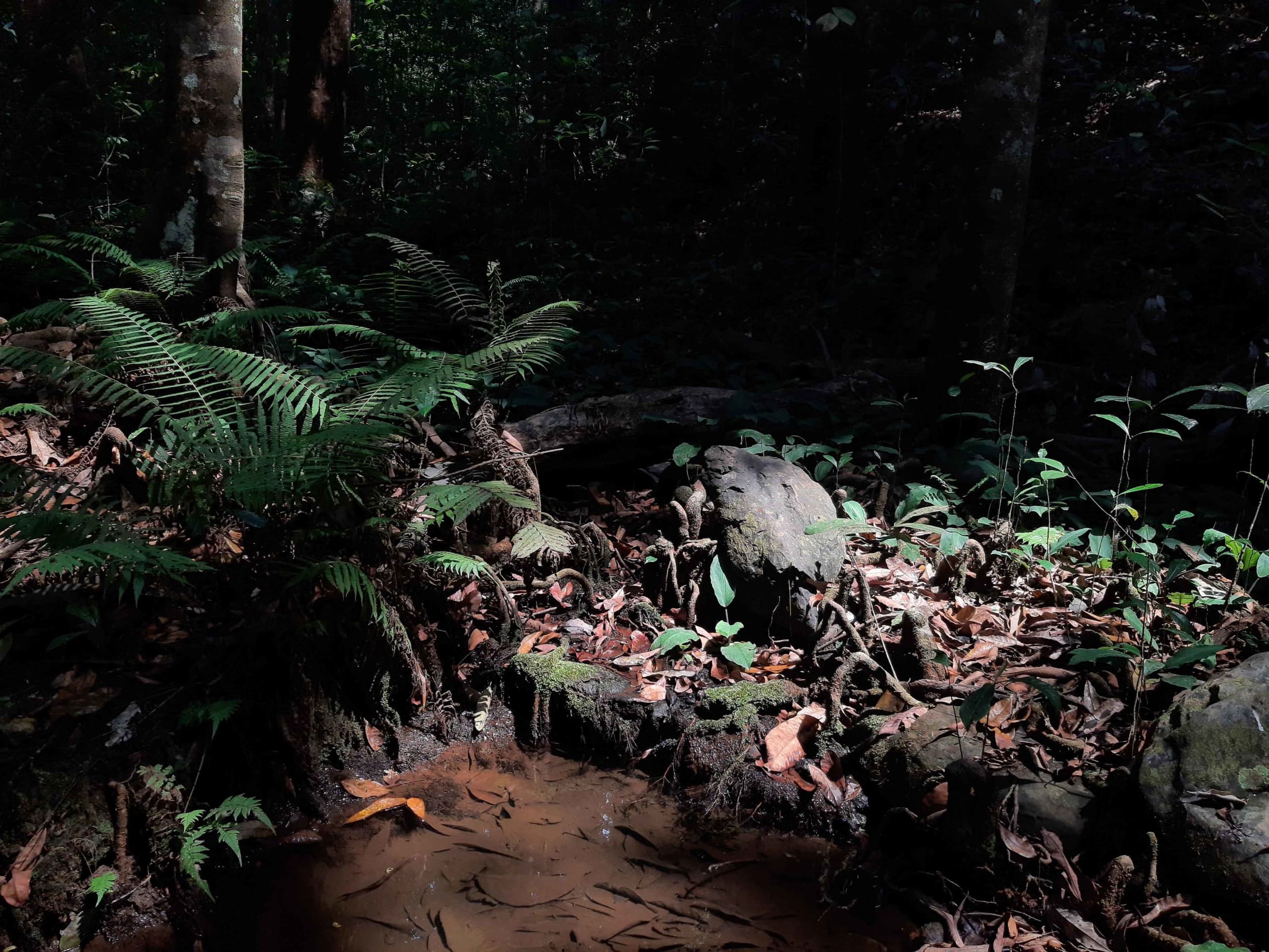 Sacred Swamps: Where Culture Meets Conservation