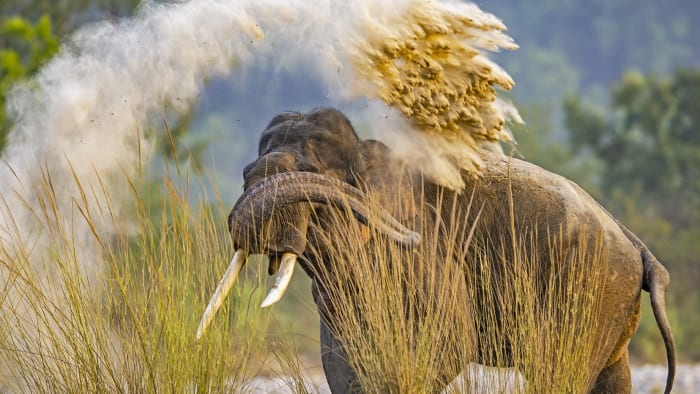 Dominance Effect: The Dynamic Social Lives of Male Elephants