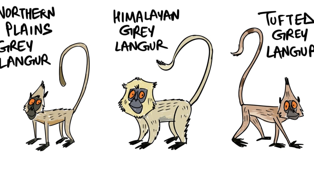 Identifying Langurs by Tail Carriage