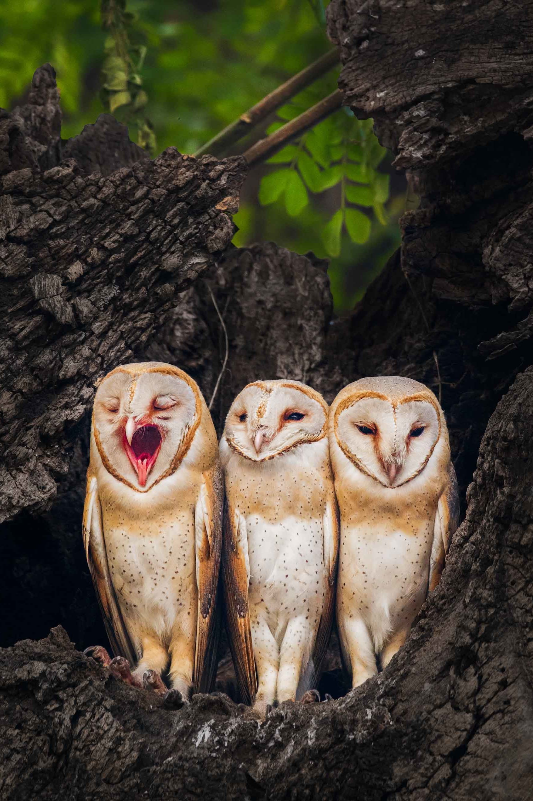 Barn Owls: Caught in the Urban Rat Race