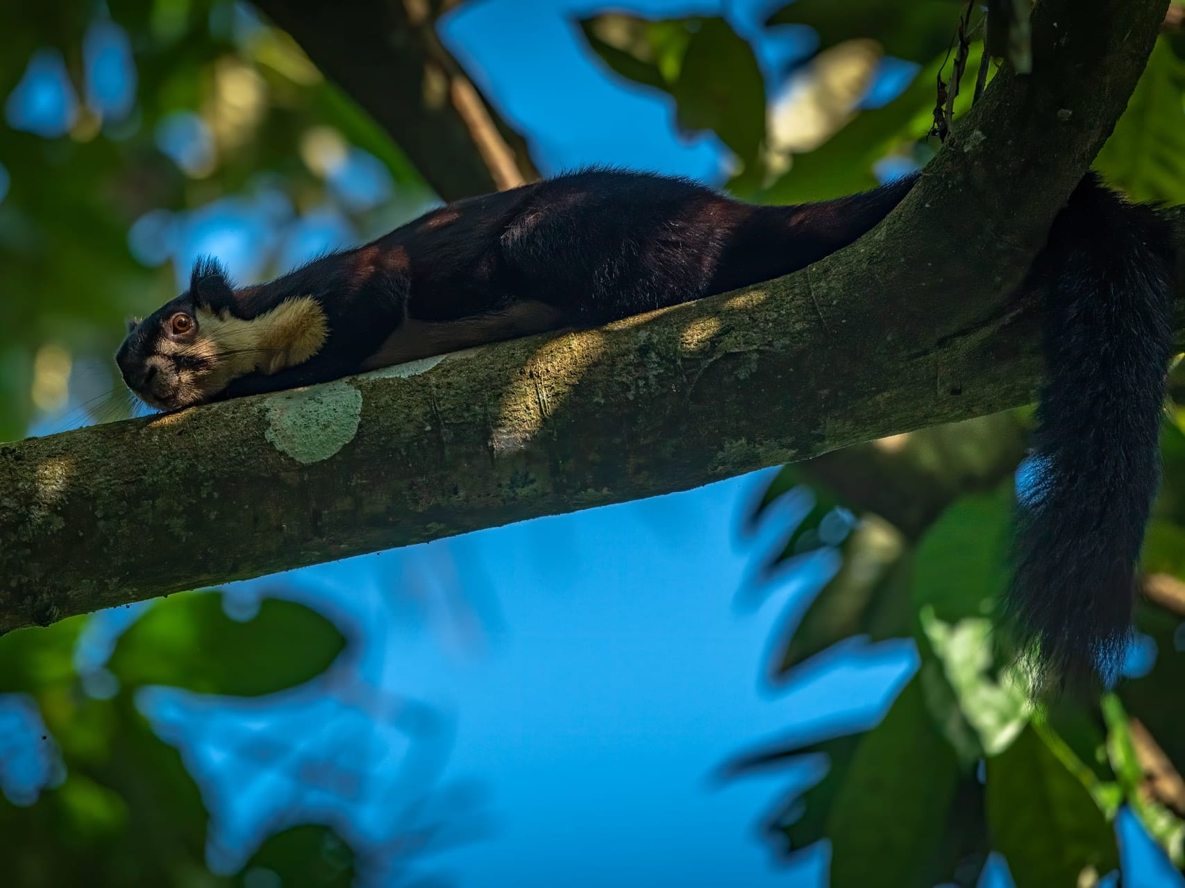 Malayan-giant-squirrel-resting