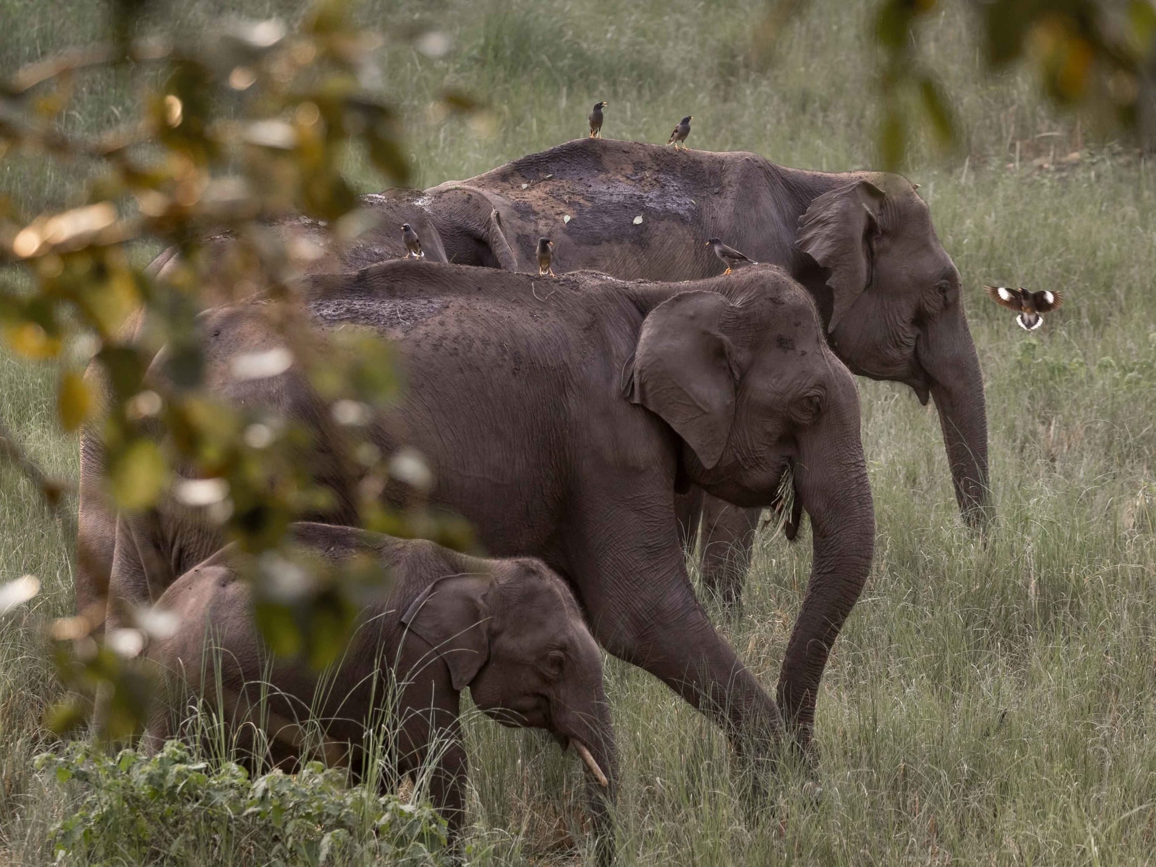 Wayanad: A Summer Destination for Elephants
