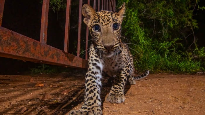 Gate Crashers of Seshachalam