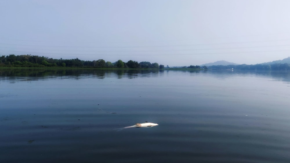 Dying River: Declining Water Quality and Fish Stocks on the Cauvery