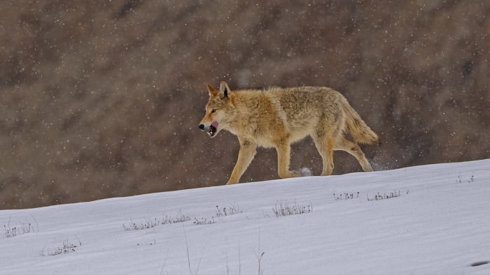 A Tibetan wolf walking in Wari La, Ladakh, as it snows. 
